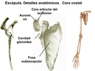 TEMA MIEMBROS SUPERIORES descripción de los huesos | PPT