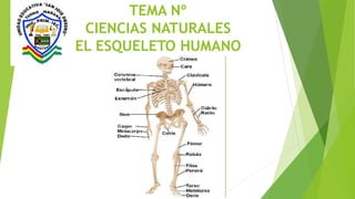 TEMA Nº
CIENCIAS NATURALES
EL ESQUELETO HUMANO
 