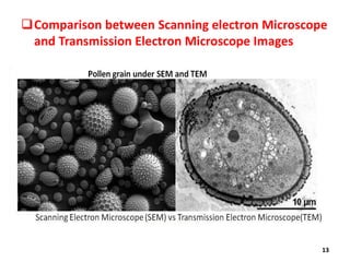 Transmission and Scanning Electron Microscopy | PDF