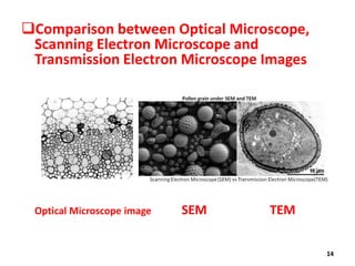 Transmission and Scanning Electron Microscopy | PDF