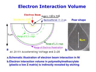 Transmission Electron Microscope and Scanning Electron Microscope | PPT
