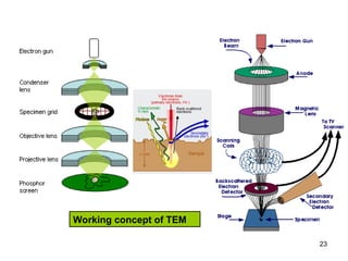 Transmission Electron Microscope and Scanning Electron Microscope | PPT
