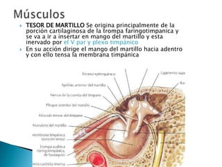    TESOR DE MARTILLO Se origina principalmente de la
    porción cartilaginosa de la trompa faringotimpanica y
    se va a ir a insertar en mango del martillo y esta
    inervado por el V par y plexo timpánico
   En su acción dirige el mango del martillo hacia adentro
    y con ello tensa la membrana timpánica
 