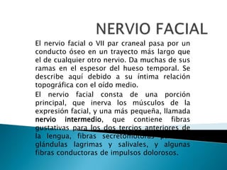 El nervio facial o VII par craneal pasa por un
conducto óseo en un trayecto más largo que
el de cualquier otro nervio. Da muchas de sus
ramas en el espesor del hueso temporal. Se
describe aquí debido a su íntima relación
topográfica con el oído medio.
El nervio facial consta de una porción
principal, que inerva los músculos de la
expresión facial, y una más pequeña, llamada
nervio intermedio, que contiene fibras
gustativas para los dos tercios anteriores de
la lengua, fibras secretomotoras para las
glándulas lagrimas y salivales, y algunas
fibras conductoras de impulsos dolorosos.
 