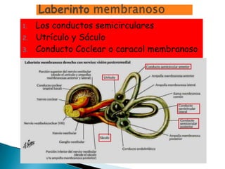 1.   Los conductos semicirculares
2.   Utrículo y Sáculo
3.   Conducto Coclear o caracol membranoso
 