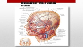 IRRIGACIÓN ARTERIAL Y DRENAJE
VENOSO
 