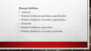 Drenaje linfático:
• -Anterior
• Nódulos linfáticos parotídeos superficiales
• Nódulos linfáticos cervicales superficiales
• -Posterior
• Nódulos linfáticos mastoideos
• Nódulos linfáticos cervicales profundos
 
