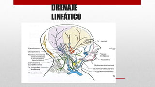 DRENAJE
LINFÁTICO
 