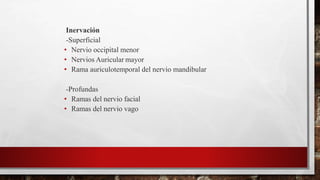 Inervación
-Superficial
• Nervio occipital menor
• Nervios Auricular mayor
• Rama auriculotemporal del nervio mandibular
-Profundas
• Ramas del nervio facial
• Ramas del nervio vago
 