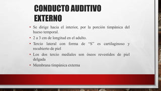 CONDUCTO AUDITIVO
EXTERNO
• Se dirige hacia el interior, por la porción timpánica del
hueso temporal.
• 2 a 3 cm de longitud en el adulto.
• Tercio lateral con forma de “S” es cartilaginoso y
recubierto de piel
• Los dos tercio mediales son óseos revestidos de piel
delgada
• Membrana timpánica externa
 