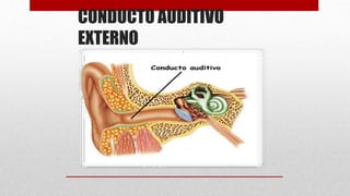 CONDUCTO AUDITIVO
EXTERNO
 