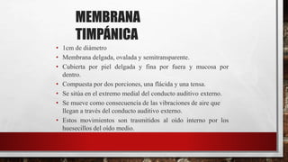 MEMBRANA
TIMPÁNICA
• 1cm de diámetro
• Membrana delgada, ovalada y semitransparente.
• Cubierta por piel delgada y fina por fuera y mucosa por
dentro.
• Compuesta por dos porciones, una flácida y una tensa.
• Se sitúa en el extremo medial del conducto auditivo externo.
• Se mueve como consecuencia de las vibraciones de aire que
llegan a través del conducto auditivo externo.
• Estos movimientos son trasmitidos al oído interno por los
huesecillos del oído medio.
 