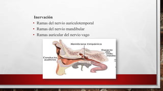 Inervación
• Ramas del nervio auriculotemporal
• Ramas del nervio mandibular
• Ramas auricular del nervio vago
 