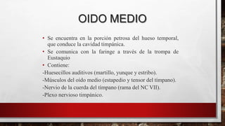 OIDO MEDIO
• Se encuentra en la porción petrosa del hueso temporal,
que conduce la cavidad timpánica.
• Se comunica con la faringe a través de la trompa de
Eustaquio
• Contiene:
-Huesecillos auditivos (martillo, yunque y estribo).
-Músculos del oído medio (estapedio y tensor del tímpano).
-Nervio de la cuerda del tímpano (rama del NC VII).
-Plexo nervioso timpánico.
 