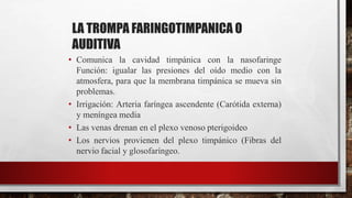 LA TROMPA FARINGOTIMPANICA O
AUDITIVA
• Comunica la cavidad timpánica con la nasofaringe
Función: igualar las presiones del oído medio con la
atmosfera, para que la membrana timpánica se mueva sin
problemas.
• Irrigación: Arteria faríngea ascendente (Carótida externa)
y meníngea media
• Las venas drenan en el plexo venoso pterigoideo
• Los nervios provienen del plexo timpánico (Fibras del
nervio facial y glosofaríngeo.
 