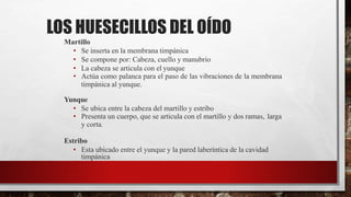 LOS HUESECILLOS DEL OÍDO
Martillo
• Se inserta en la membrana timpánica
• Se compone por: Cabeza, cuello y manubrio
• La cabeza se articula con el yunque
• Actúa como palanca para el paso de las vibraciones de la membrana
timpánica al yunque.
Yunque
• Se ubica entre la cabeza del martillo y estribo
• Presenta un cuerpo, que se articula con el martillo y dos ramas, larga
y corta.
Estribo
• Esta ubicado entre el yunque y la pared laberíntica de la cavidad
timpánica
 