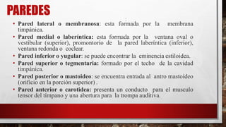 PAREDES
• Pared lateral o membranosa: esta formada por la membrana
timpánica.
• Pared medial o laberíntica: esta formada por la ventana oval o
vestibular (superior), promontorio de la pared laberíntica (inferior),
ventana redonda o coclear.
• Pared inferior o yugular: se puede encontrar la eminencia estiloidea.
• Pared superior o tegmentaria: formado por el techo de la cavidad
timpánica.
• Pared posterior o mastoideo: se encuentra entrada al antro mastoideo
(orificio en la porción superior) .
• Pared anterior o carotidea: presenta un conducto para el musculo
tensor del tímpano y una abertura para la trompa auditiva.
 