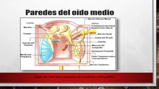 Imagen del Libro Bases Anatómicas de la Audición y delEquilibrio
 