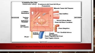 Imagen del Libro Bases Anatómicas de la Audición y delEquilibrio
 