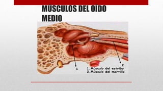 MÚSCULOS DEL OÍDO
MEDIO
 