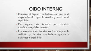 OIDO INTERNO
• Contiene el órgano vestibulococlear que es el
responsable de captar lo sonidos y mantener el
equilibrio.
• Este órgano esta formado por: laberinto
membranoso y laberinto óseo.
• Los receptores de las vías cocleares captan la
audición y la vías vestibulares ayudan a
mantener el equilibrio.
 