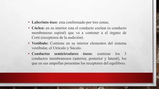 • Laberinto óseo: esta conformado por tres zonas.
• Cóclea: en su interior esta el conducto coclear (o conducto
membranoso espiral) que va a contener a el órgano de
Corti (receptores de la audición).
• Vestíbulo: Contiene en su interior elementos del sistema
vestibular, el Utrículo y Sáculo.
• Conductos semicirculares óseos: contiene los 3
conductos membranosos (anterior, posterior y lateral), los
que en sus ampollas presentan los receptores del equilibrio.
 