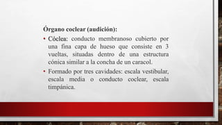 Órgano coclear (audición):
• Cóclea: conducto membranoso cubierto por
una fina capa de hueso que consiste en 3
vueltas, situadas dentro de una estructura
cónica similar a la concha de un caracol.
• Formado por tres cavidades: escala vestibular,
escala media o conducto coclear, escala
timpánica.
 