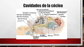Imagen del Atlas de Anatomía Netter2ed
 