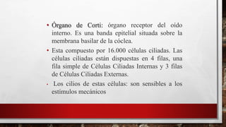 • Órgano de Corti: órgano receptor del oído
interno. Es una banda epitelial situada sobre la
membrana basilar de la cóclea.
• Esta compuesto por 16.000 células ciliadas. Las
células ciliadas están dispuestas en 4 filas, una
fila simple de Células Ciliadas Internas y 3 filas
de Células Ciliadas Externas.
• Los cilios de estas células: son sensibles a los
estímulos mecánicos
 