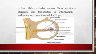 • Las células ciliadas emiten fibras nerviosas
aferentes que transportan la información
auditiva al cerebro a través del VIII par.
 