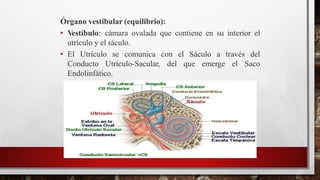 Órgano vestibular (equilibrio):
• Vestíbulo: cámara ovalada que contiene en su interior el
utrículo y el sáculo.
• El Utrículo se comunica el Sáculo a través delcon
del que emerge el SacoConducto Utrículo-Sacular,
Endolinfático.
 