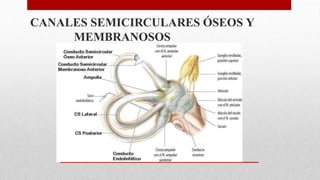 CANALES SEMICIRCULARES ÓSEOS Y
MEMBRANOSOS
 