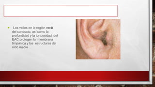  Los vellos en la región medial
del conducto, así como la
profundidad y la tortuosidad del
EAC protegen la membrana
timpánica y las estructuras del
oído medio
 