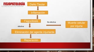 FISIOPATOLOGÍA
Inflamación
Daño Tisular
Fagocitosis
Eliminación del agente injuriante
Reparación
Muerte celular
por injuria
No efectiva
efectiva
 