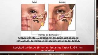 Angulación de 10 grados en relación con el plano
horizontal, aumenta a 45 grados en la edad adulta.
Longitud va desde 18 mm en lactantes hasta 31-38 mm
en adultos.
 