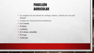 PABELLÓN
AURICULAR
• Se compone de una lamina de cartílago elástico, cubierto por una piel
delgada
• Cuenta con varias porciones anatómicas:
 La Concha
 El Hélix
 Antihélix
 El Lóbulo o lobulillo
 El trago
 Antitrago
 