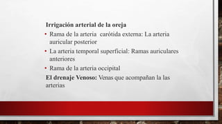 Irrigación arterial de la oreja
• Rama de la arteria carótida externa: La arteria
auricular posterior
• La arteria temporal superficial: Ramas auriculares
anteriores
• Rama de la arteria occipital
El drenaje Venoso: Venas que acompañan la las
arterias
 