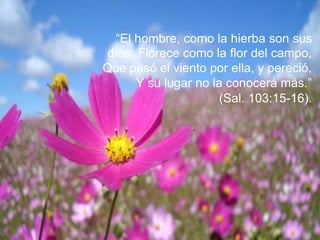 “El hombre, como la hierba son sus
días; Florece como la flor del campo,
Que pasó el viento por ella, y pereció,
Y su lugar no la conocerá más.”
(Sal. 103:15-16).
 