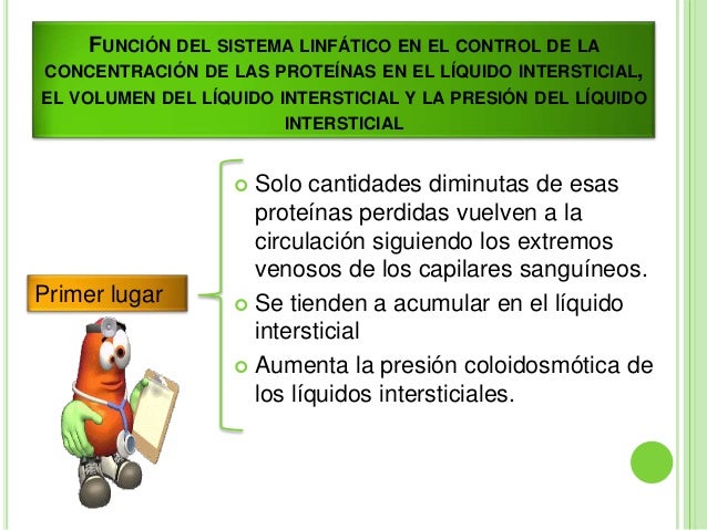 Resultado de imagen para Función del sistema linfático en el control de la concentración de las proteÃnas en el lÃquido intersticial