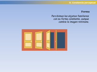 D. Constancia perceptual
Forma
Percibimos los objetos familiares
con su forma constante, aunque
cambie la imagen retiniana.
 