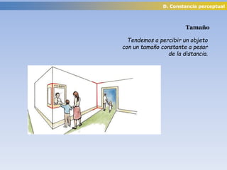 D. Constancia perceptual
Tamaño
Tendemos a percibir un objeto
con un tamaño constante a pesar
de la distancia.
 