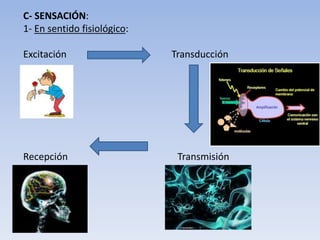 C- SENSACIÓN:
1- En sentido fisiológico:
Excitación Transducción
Recepción Transmisión
 