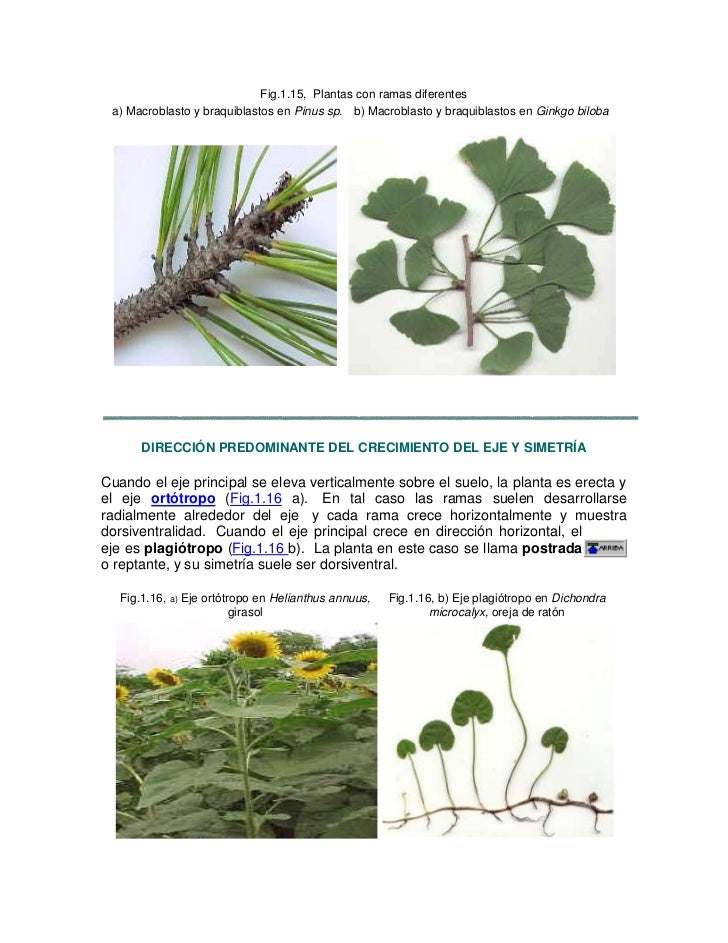 Tema plantas vasculares 2 Tema plantas vasculares 2