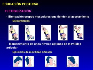 EDUCACIÓN POSTURAL

 FLEXIBILIZACIÓN
 - Elongación grupos musculares que tienden al acortamiento
     Estiramientos




 - Mantenimiento de unos niveles óptimos de movilidad
 articular
     Ejercicios de movilidad articular
 