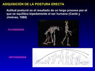 ADQUISICIÓN DE LA POSTURA ERECTA
  Actitud postural es el resultado de un largo proceso por el
  que se equilibra bípedamente el ser humano (Cantó y
  Jiménez, 1988)



   FILOGÉNESIS




   ONTOGÉNESIS
 