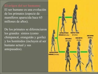 El origen del ser humano:
El ser humano es una evolución
de los primates (especie de
mamíferos aparecida hace 65
millones de años).
De los primates se diferenciaron
los grandes simios (como
chimpancé, orangután y gorila)
y los homínidos (incluyen al ser
humano actual y sus
antepasados).

 