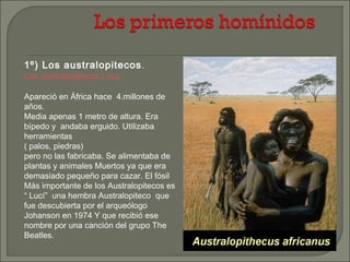 1º) Los australopitecos .
Los australopitecos.Lucy.

Apareció en África hace 4.millones de
años.
Media apenas 1 metro de altura. Era
bípedo y andaba erguido. Utilizaba
herramientas
( palos, piedras)
pero no las fabricaba. Se alimentaba de
plantas y animales Muertos ya que era
demasiado pequeño para cazar. El fósil
Más importante de los Australopitecos es
“ Lucí” una hembra Australopiteco que
fue descubierta por el arqueólogo
Johanson en 1974 Y que recibió ese
nombre por una canción del grupo The
Beatles.

 