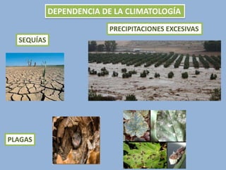DEPENDENCIA DE LA CLIMATOLOGÍA
PRECIPITACIONES EXCESIVAS
SEQUÍAS

PLAGAS

 