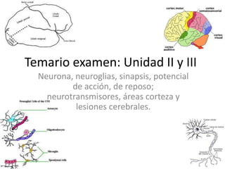Temario examen: Unidad II y III Neurona, neuroglias, sinapsis, potencial de acción, de reposo; neurotransmisores, áreas corteza y lesiones cerebrales.  