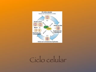 Ciclo celular
 